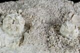 Two Fossil Blastoids (Shizoblastus) - Arkansas #87305-3
